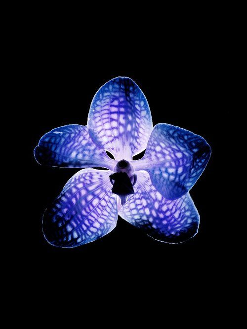 a blue and white flower on a black background