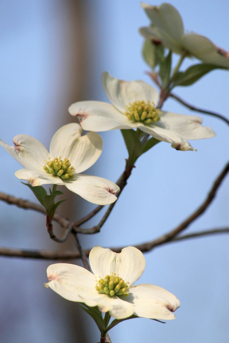 some white flowers are blooming on a tree branch