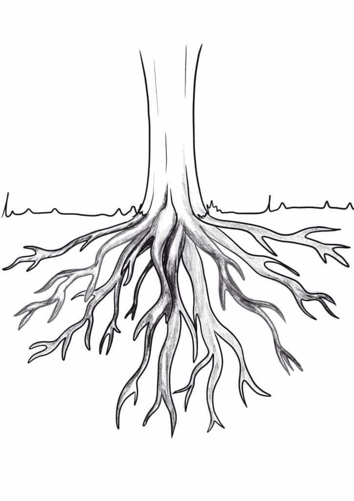 a drawing of a tree with its roots exposed