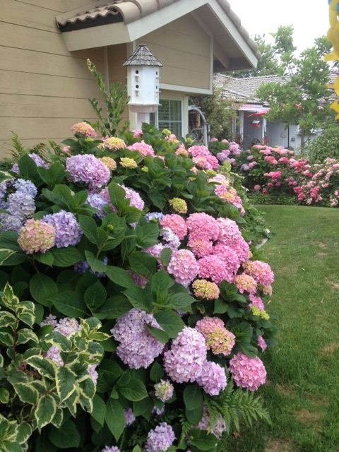 some pink and purple flowers in front of a house