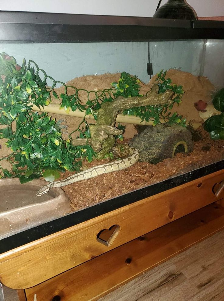 a large fish tank filled with lots of green plants and rocks on top of a wooden table