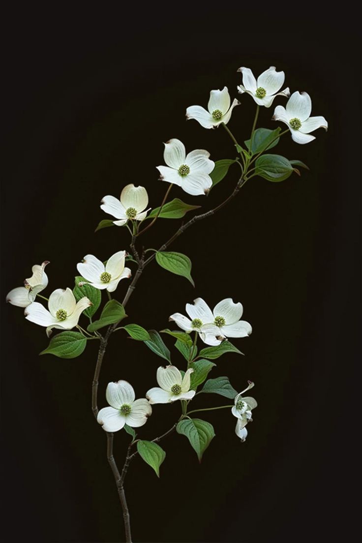 white dogwood flowers with green leaves against a black background