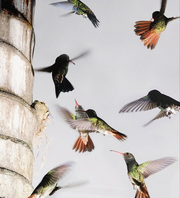 several hummingbirds are flying around a tree