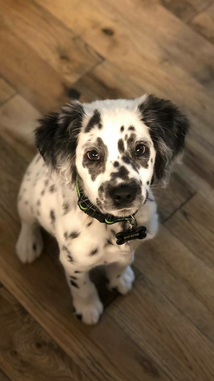 a black and white dog sitting on top of a wooden floor