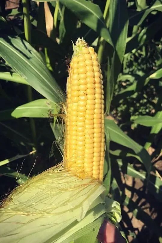 an ear of corn on the cob