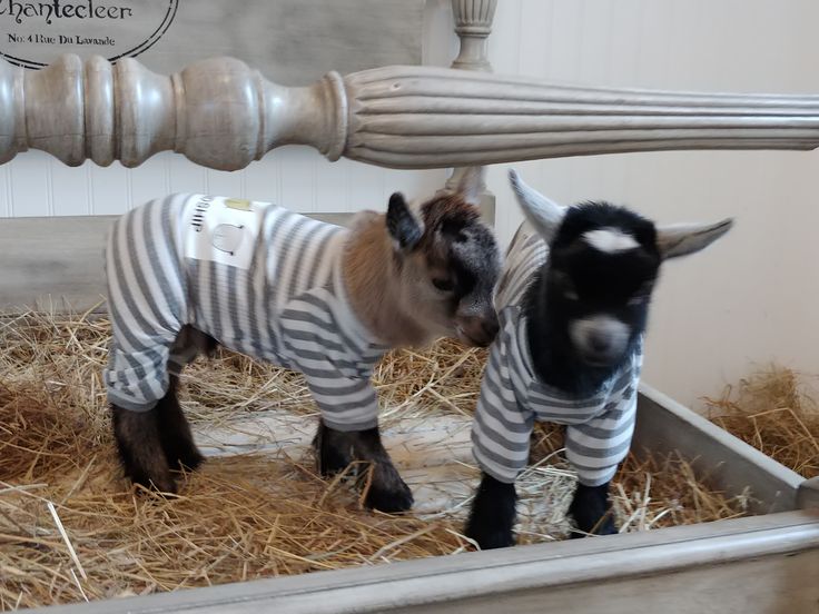 two baby goats wearing sweaters and standing in hay next to a bed frame with wooden posts