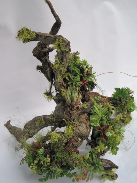 an old tree with moss growing on it's branches and roots, against a white background