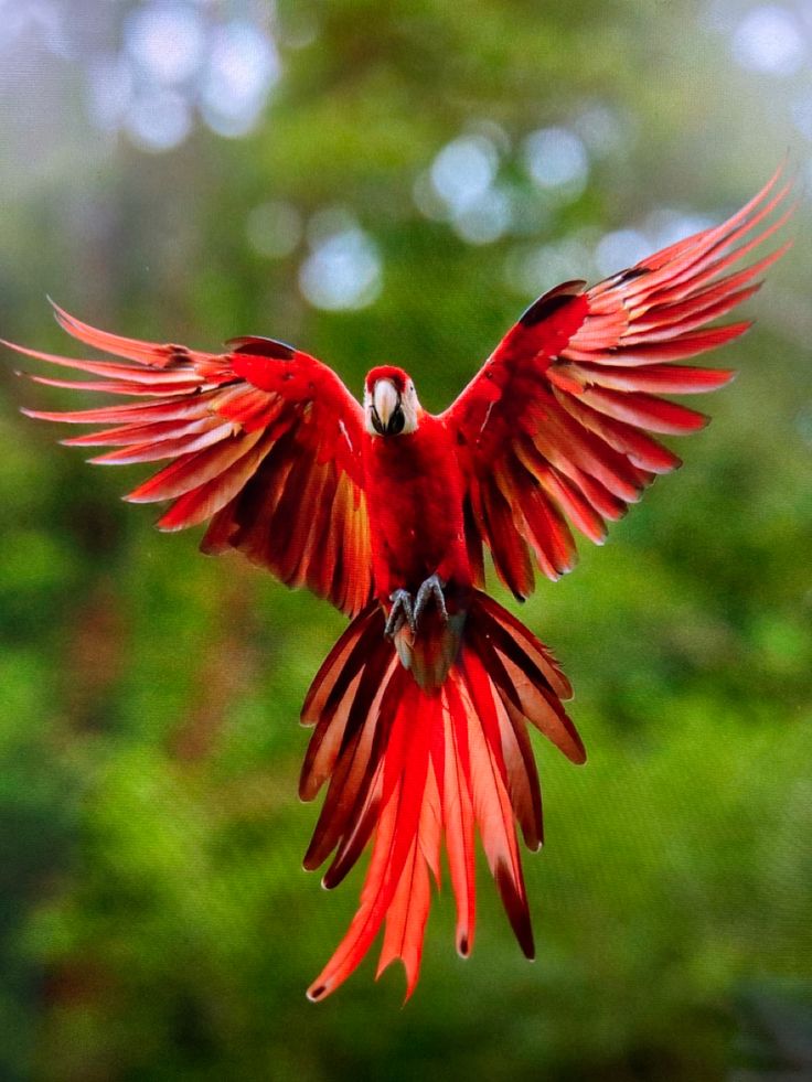 a red bird flying through the air with it's wings spread wide open in front of trees