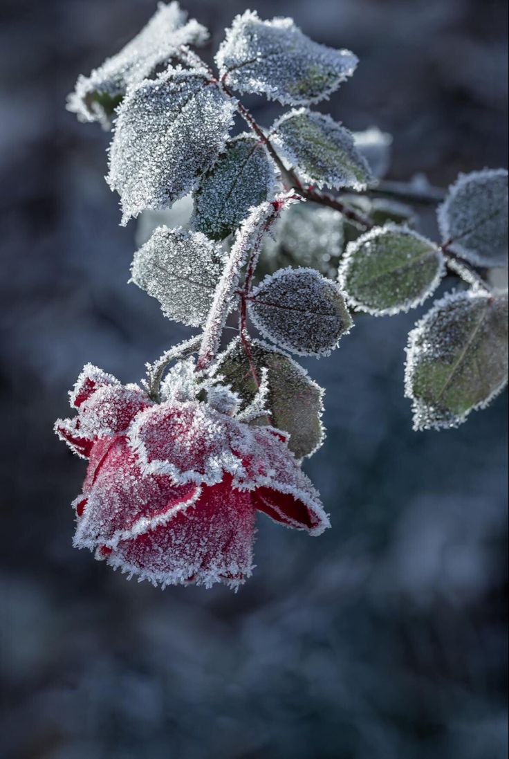 frost covered leaves and buds on a tree branch