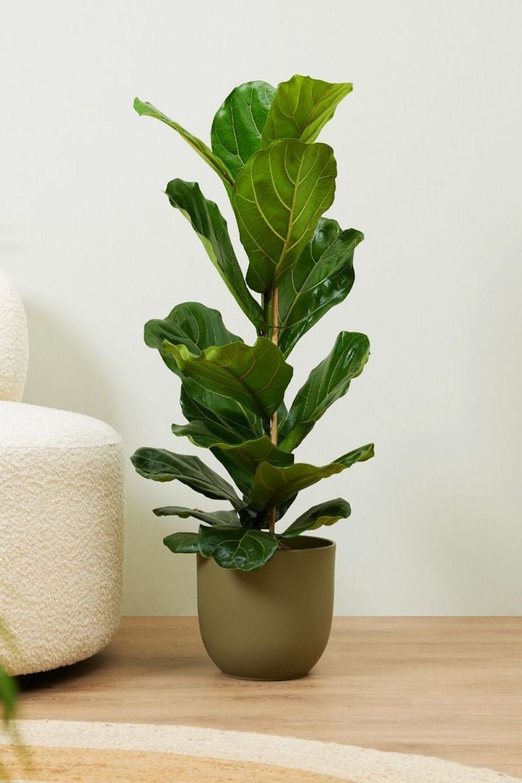 a potted plant sitting on top of a wooden table next to a white chair