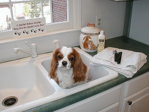 a brown and white dog sitting in a kitchen sink