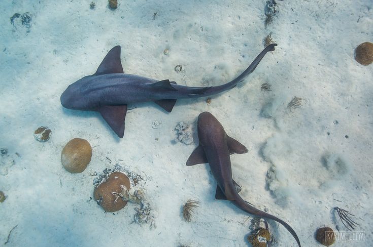 two small sharks are swimming in the water