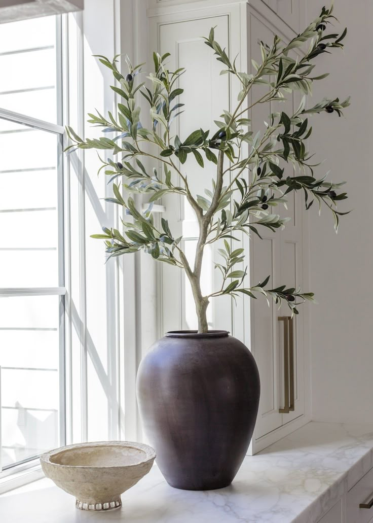 an olive tree in a vase sitting on a window sill next to a bowl