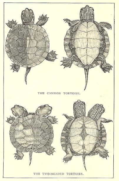 three different types of turtles with their heads turned to the side