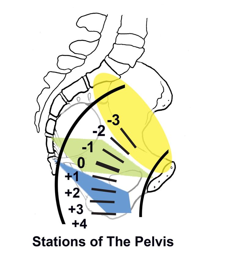 a drawing of the location of the pelvis