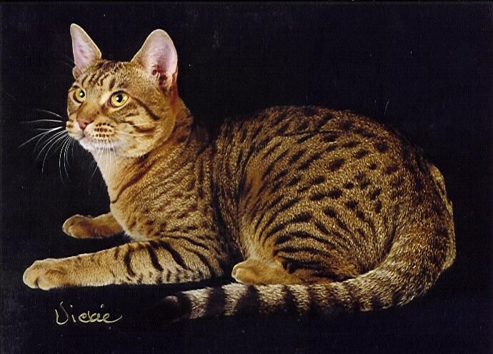 a striped cat sitting on top of a black surface