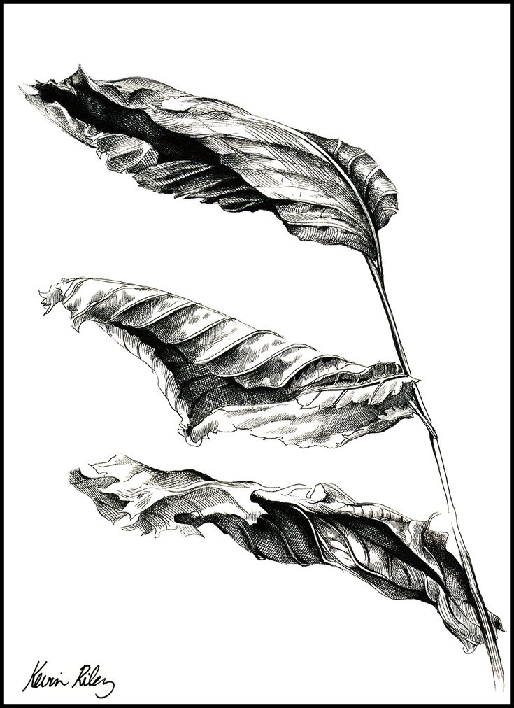 three black and white feathers are shown in this drawing