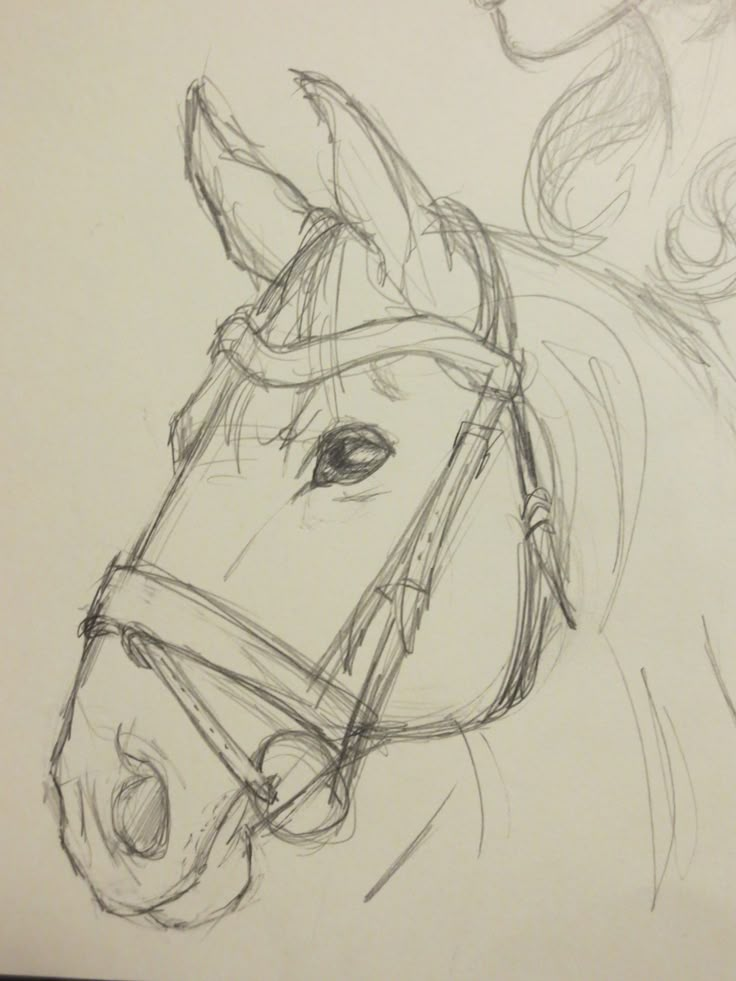 a pencil drawing of a horse's head