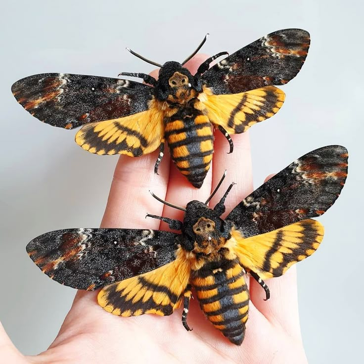 The Death Head Moth,is rare.🦋 The moth lives in Africa, southern Europe and the Middle-East, and some experts have suggested its skull-like mark could mimic the head of a bee to help it raid honeybee colonies. Sealing the species’ eerie reputation is its unusual ability to squeak when disturbed.🦋🦋  📷@sleepyserpent taxidermy Butterfly Tattoo Aesthetic, Unique Tattoo Sleeve, Designer Tattoo Ideas, Cover Up Tattoo Design, Firefighter Tattoo, Tattoo After Care, Designer Tattoo, Cute Moth, Skull Moth