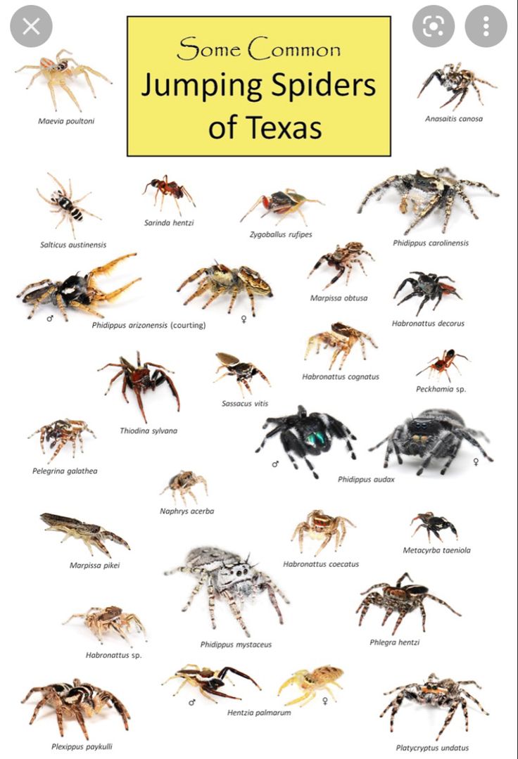 some common jumping spiders of texas, with the caption in yellow above them