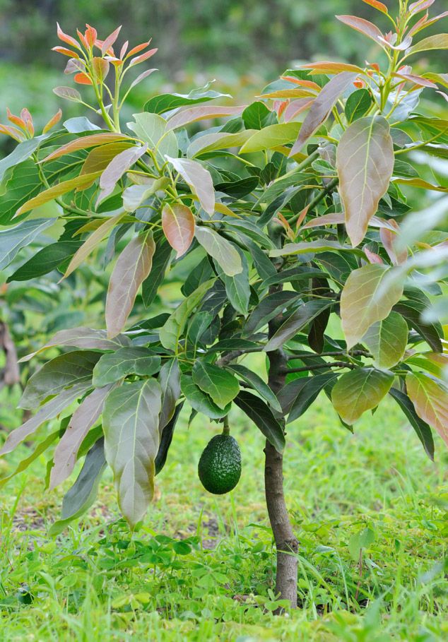 an avocado is growing on a tree in the grass