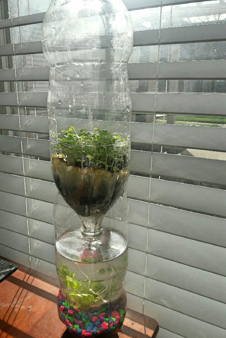 a glass vase filled with plants on top of a wooden table next to a window