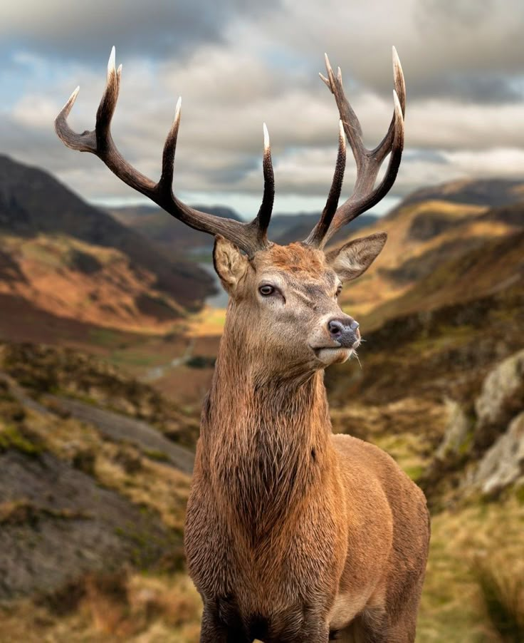 a deer standing on top of a lush green hillside