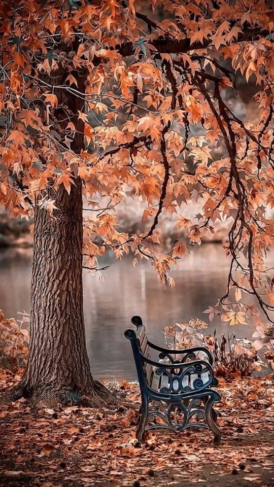 a park bench sitting under a tree next to a body of water with fall leaves on the ground