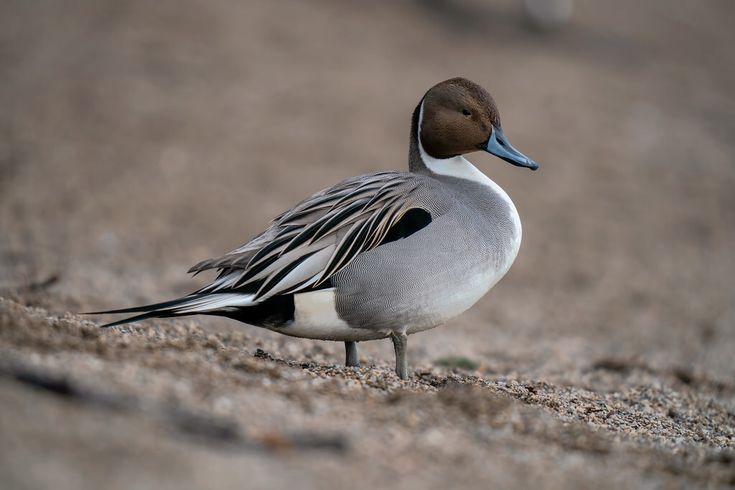 a duck is standing on the sand by itself