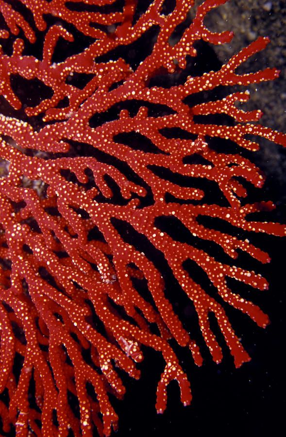 an orange coral with lots of water droplets on it