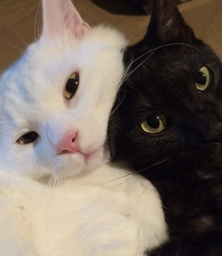 two black and white cats laying next to each other