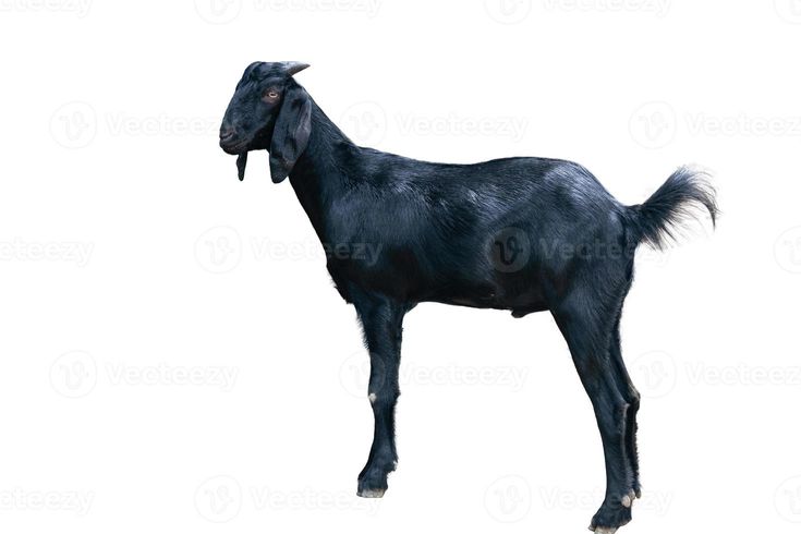 a black goat standing in front of a white background