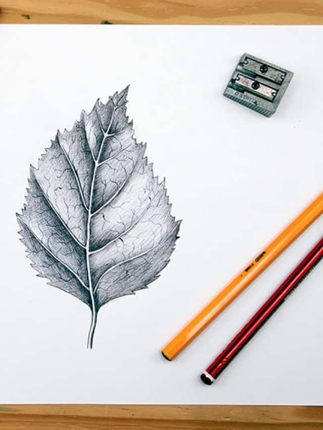 a pencil drawing of a leaf next to two colored pencils and a sharpener