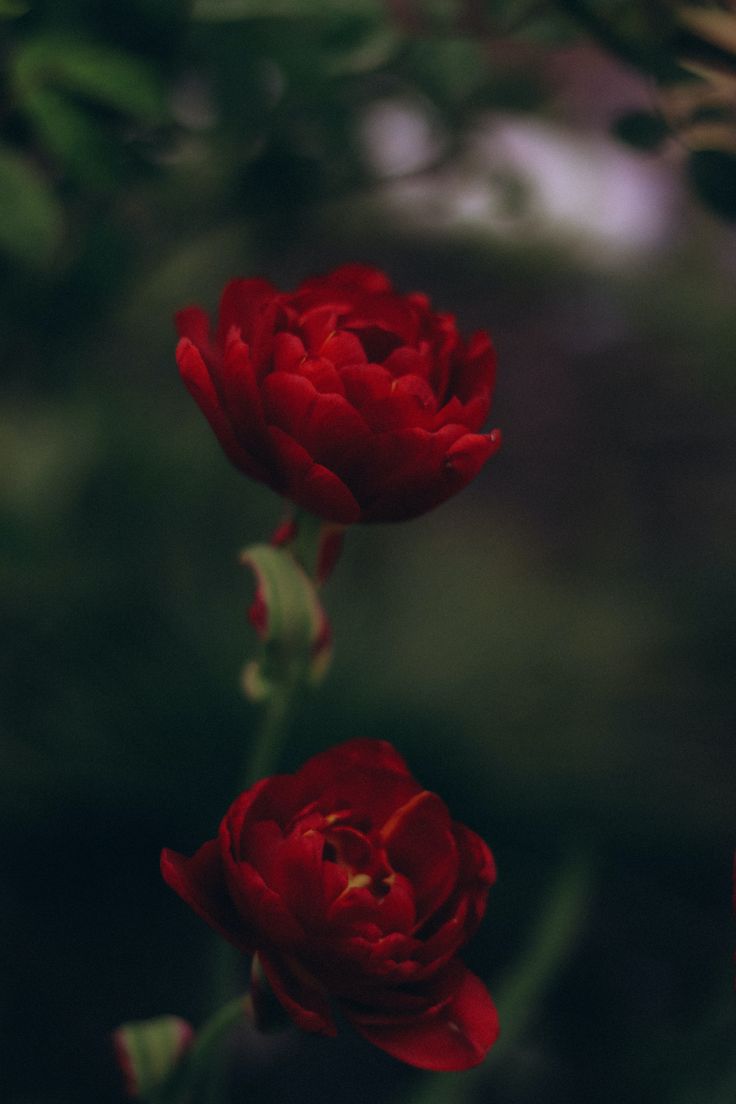 two red flowers with green leaves in the background