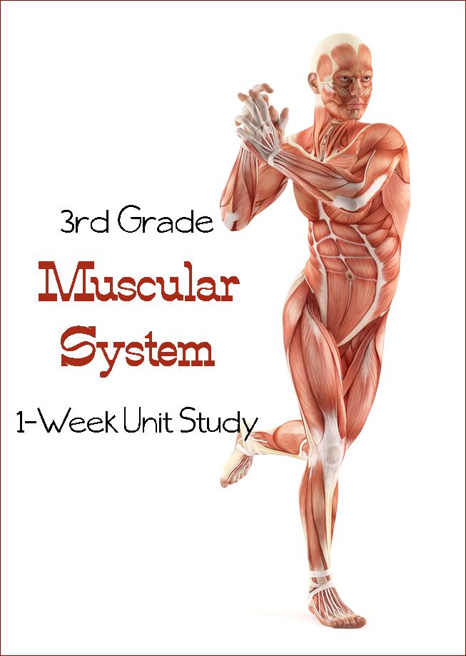 the 3rd grade muscular system - week unit study is shown with an image of a man's muscles