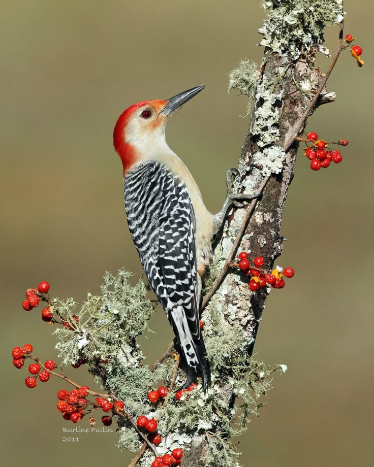 a red - bellied woodpecker perches on a tree branch with berries