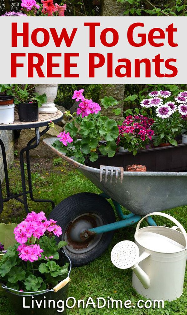 a wheelbarrow filled with potted flowers and gardening tools