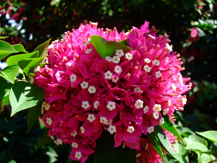 pink and white flowers are blooming in the garden