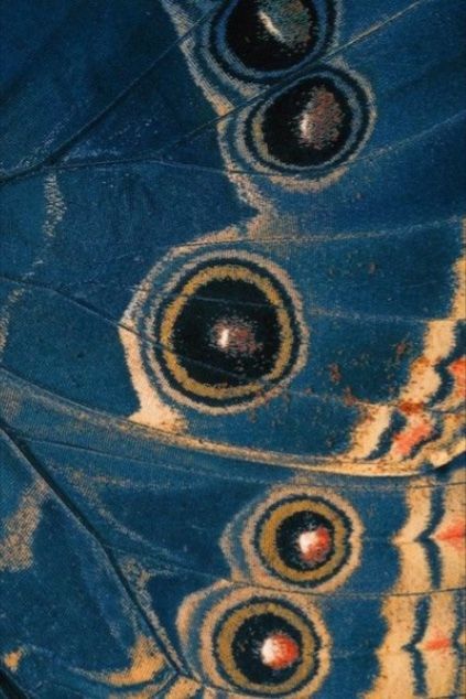 the underside of a blue butterfly's wing with red and yellow spots on it