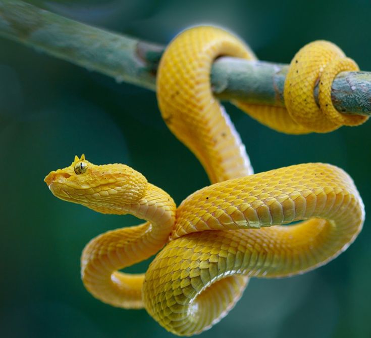 a yellow snake is hanging on a branch