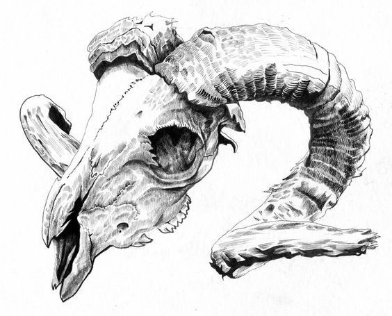 a drawing of an animal skull with large horns