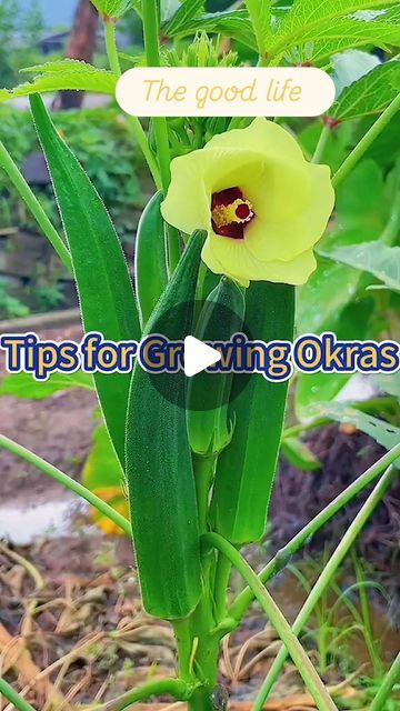 a yellow flower with the words tips for growing okra's in front of it