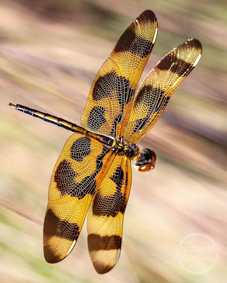 a yellow and black dragon flys through the air