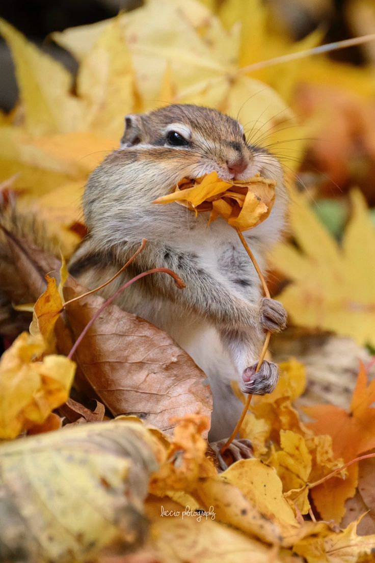 a small rodent eating leaves on the ground with autumn foliage surrounding it and looking up