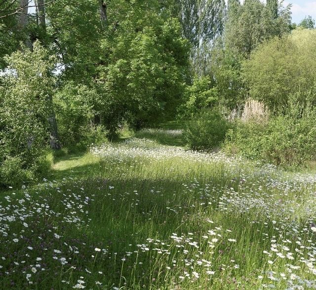 a grassy field with white flowers and trees in the background, surrounded by tall grass