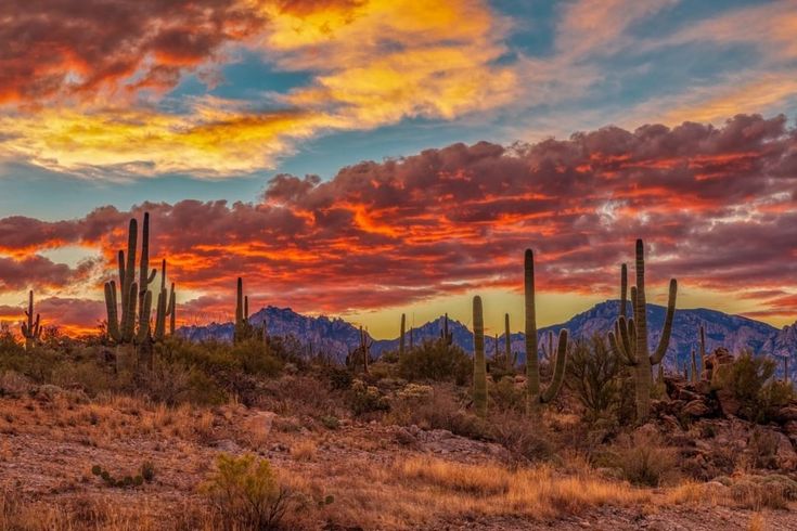 the sun is setting in the desert with many cacti