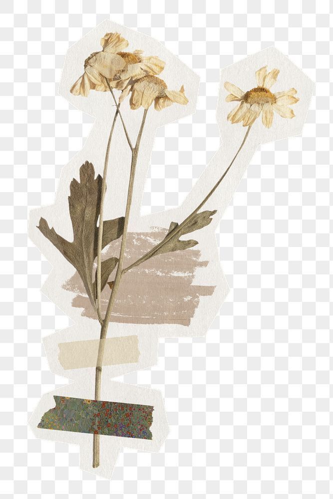 two yellow flowers on a white background, with some brown leaves and one flower is in the foreground