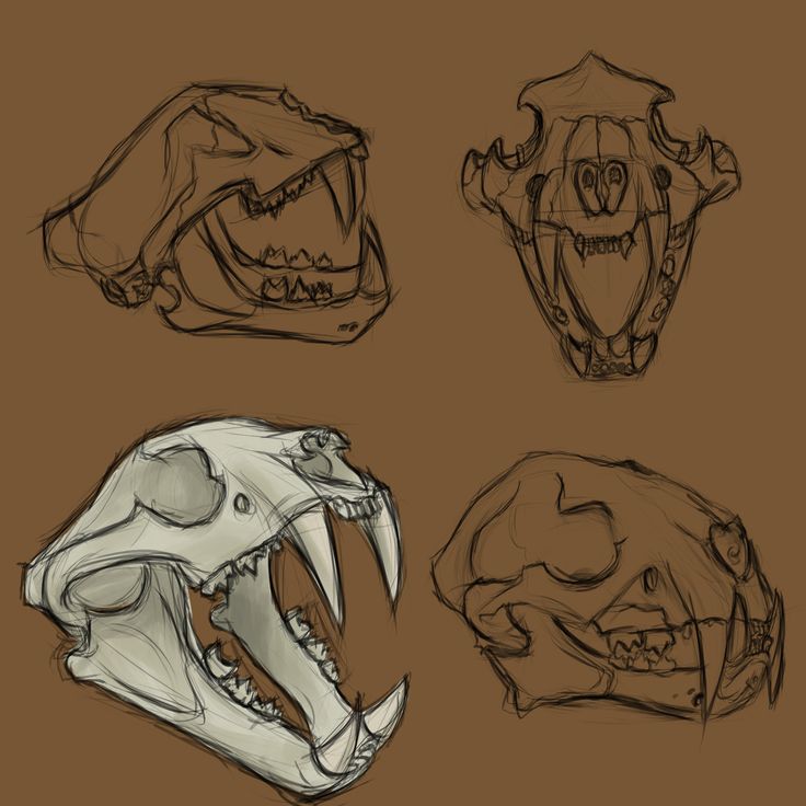 four different types of animal skulls on a brown background