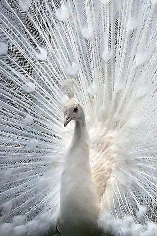 a white peacock with its feathers spread out