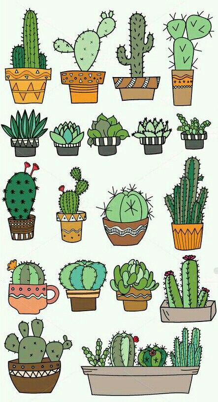 cactuses and succulents in pots on a white background